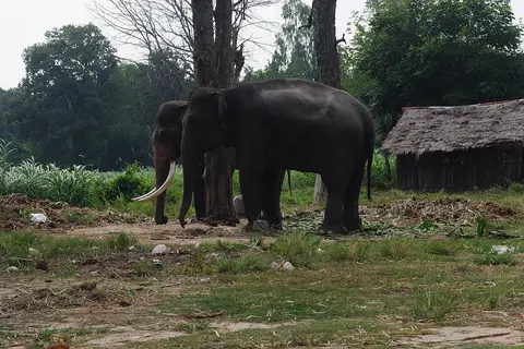 หมู่บ้านช้าง ตากลาง จังหวัดสุรินทร์