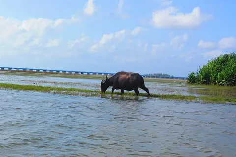 สะพานเฉลิมพระเกียรติ ทะเลน้อย จังหวัดพัทลุง