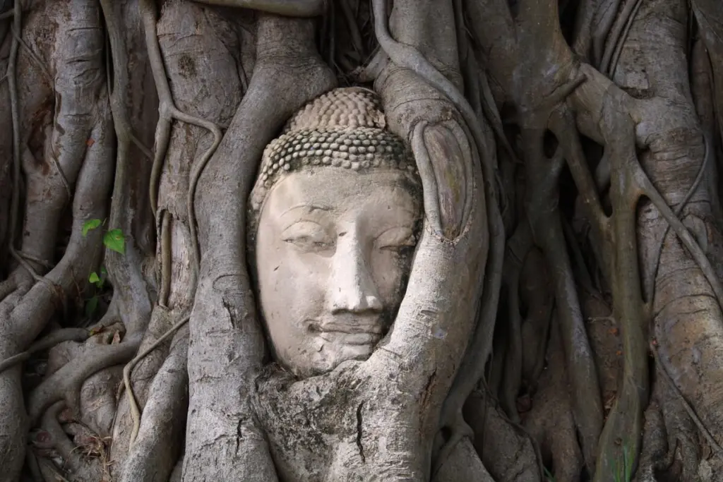 เศียรพระในรากไม้ วัดมหาธาตุ ถ่ายรูปอย่างสำรวม ไม่ยืนสูงกว่าเศียรพระ