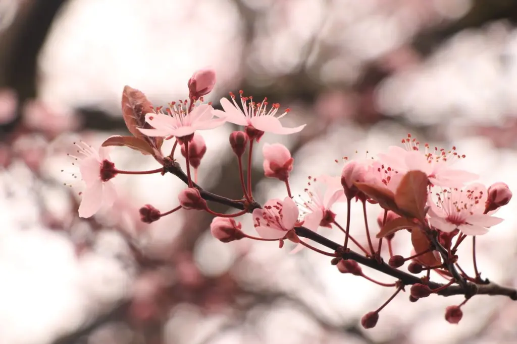 ดอกในสกุล Prunus บานพร้อมกันทั้งต้นช่วงหน้าหนาว ก่อนแตกใบใหม่